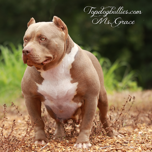 topdogbullies grace is a lilac tri xl american bully who is owned and produced by tdb in tennessee